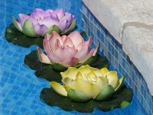 פרחי נוי לבריכה להשכרה