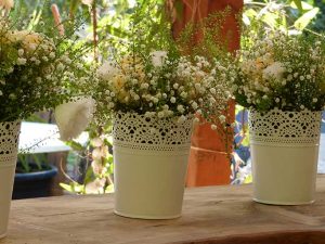 עציצי נוי להשכרה