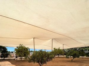 הצללה מעל עצים