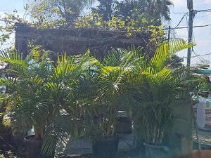 דקל אריקה גובה 1.50