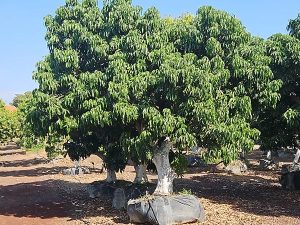 השכרת עץ ליצ'י עתיק גובה 5 מטר