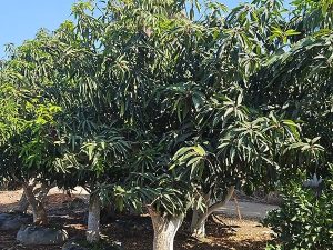 עצי מנגו להשכרה