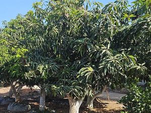 עץ מנגו עתיק גובה 3 מטר