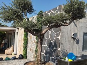 עצי זית בעציץ להשכרה