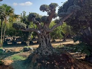 עץ זית עתיק גובה 3 מטר