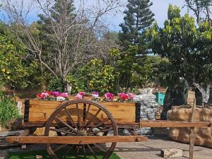 עגלת כרכרה דקורטיבית מעץ מלא לאירועים